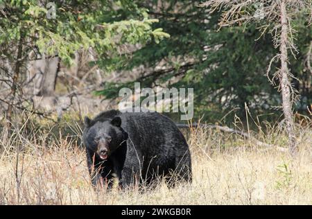 Ti sto osservando, Canada Foto Stock