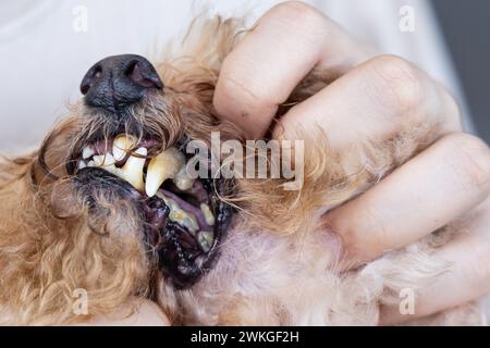 Scarsa cura orale risultante biofilm dannoso formato su denti cane animale domestico che è dannoso per la salute Foto Stock