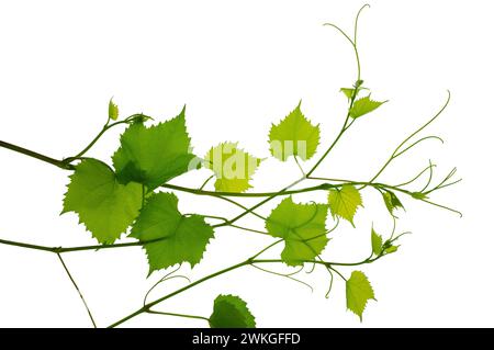 Foglie di ramoscello verde fresco. Verde. Ramo della vite, isolato senza ombra. Rami freschi di vite di uva giovane con foglie. Natura estiva Foto Stock