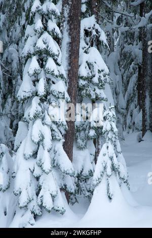 Bosco al Lago d'oro sno-park, Willamette National Forest, Oregon Foto Stock