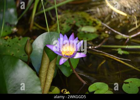 Egyptian lotus Foto Stock