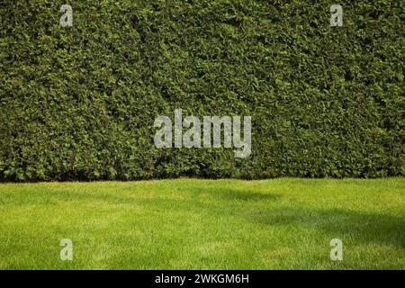 Alta Thuja occidentalis - siepe di cedro e prato verde nel cortile in estate. Foto Stock