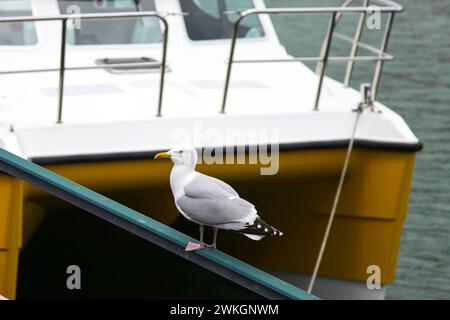 Un gabbiano su una ringhiera a Weymouth Harbour, Dorset, Inghilterra, Regno Unito. Foto Stock