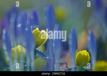Aconites invernali (Eranthis hyemalis), Crocuses, febbraio, Germania Foto Stock