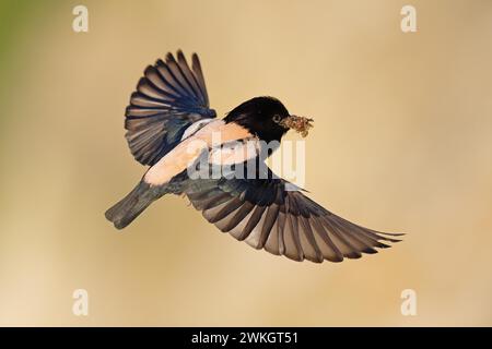 Roseate starling (Pastor roseus), uccello adulto, che vola con il cibo, Dobruja, Romania Foto Stock