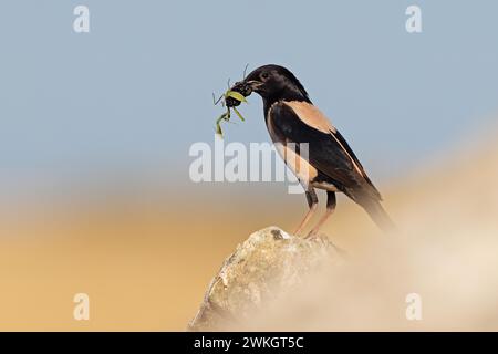 Roseate Starling (Pastor roseus), uccello adulto con gelsi e mantide di preghiera (Mantis religiosa) nel suo becco, Dobruja, Romania Foto Stock