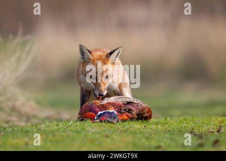 Volpe rossa (Vulpes vulpes) animale adulto che si nutre di un fagiano comune morto (Phasianus colchicus), Inghilterra, Regno Unito Foto Stock