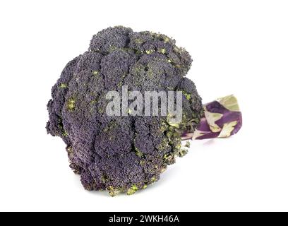 broccoli viola davanti a sfondo bianco Foto Stock