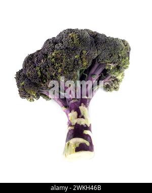 broccoli viola davanti a sfondo bianco Foto Stock