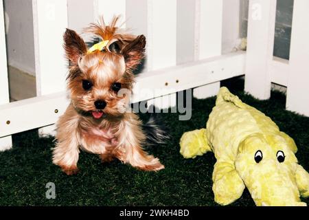 Adorabile Teacup Yorkie Puppy Foto Stock