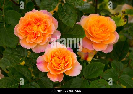 La rosa impressionista, cimelio di rose, San Paolo, Oregon Foto Stock