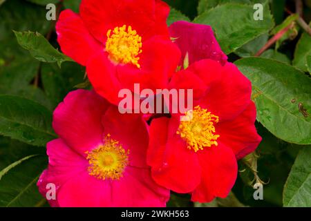 Rose, cimelio di rose, San Paolo, Oregon Foto Stock