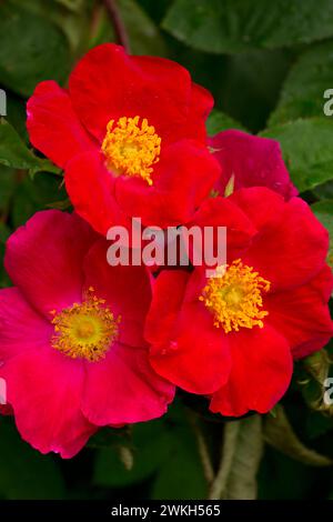 Rose, cimelio di rose, San Paolo, Oregon Foto Stock