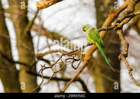 Richmond Park, Kingston. 20 febbraio 2024. Intervalli di sole in tutte le contee di Home questo pomeriggio. Fauna selvatica nel Richmond Park di Kingston nel Surrey. Crediti: james jagger/Alamy Live News Foto Stock