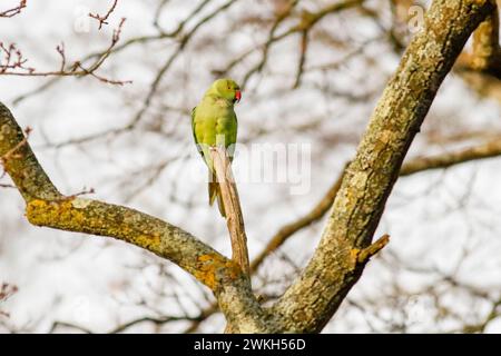 Richmond Park, Kingston. 20 febbraio 2024. Intervalli di sole in tutte le contee di Home questo pomeriggio. Fauna selvatica nel Richmond Park di Kingston nel Surrey. Crediti: james jagger/Alamy Live News Foto Stock