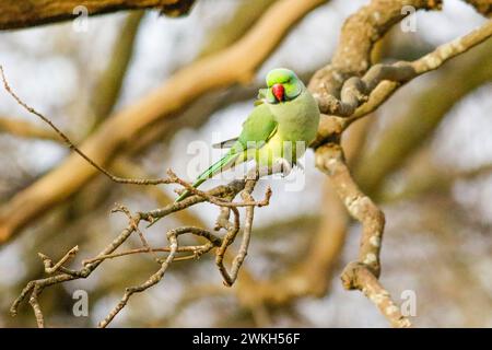 Richmond Park, Kingston. 20 febbraio 2024. Intervalli di sole in tutte le contee di Home questo pomeriggio. Fauna selvatica nel Richmond Park di Kingston nel Surrey. Crediti: james jagger/Alamy Live News Foto Stock