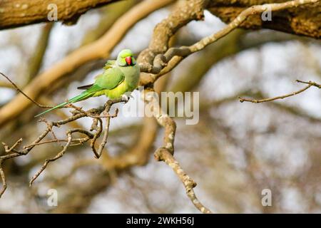 Richmond Park, Kingston. 20 febbraio 2024. Intervalli di sole in tutte le contee di Home questo pomeriggio. Fauna selvatica nel Richmond Park di Kingston nel Surrey. Crediti: james jagger/Alamy Live News Foto Stock