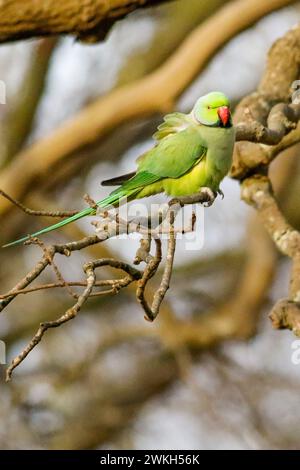 Richmond Park, Kingston. 20 febbraio 2024. Intervalli di sole in tutte le contee di Home questo pomeriggio. Fauna selvatica nel Richmond Park di Kingston nel Surrey. Crediti: james jagger/Alamy Live News Foto Stock