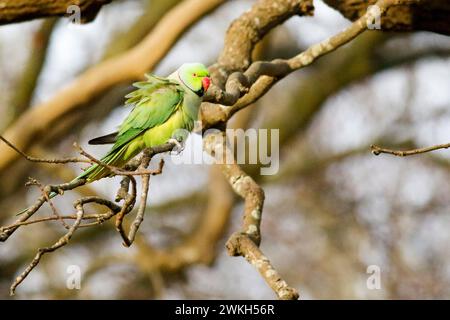 Richmond Park, Kingston. 20 febbraio 2024. Intervalli di sole in tutte le contee di Home questo pomeriggio. Fauna selvatica nel Richmond Park di Kingston nel Surrey. Crediti: james jagger/Alamy Live News Foto Stock