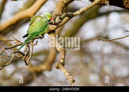 Richmond Park, Kingston. 20 febbraio 2024. Intervalli di sole in tutte le contee di Home questo pomeriggio. Fauna selvatica nel Richmond Park di Kingston nel Surrey. Crediti: james jagger/Alamy Live News Foto Stock