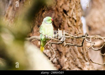 Richmond Park, Kingston. 20 febbraio 2024. Intervalli di sole in tutte le contee di Home questo pomeriggio. Fauna selvatica nel Richmond Park di Kingston nel Surrey. Crediti: james jagger/Alamy Live News Foto Stock