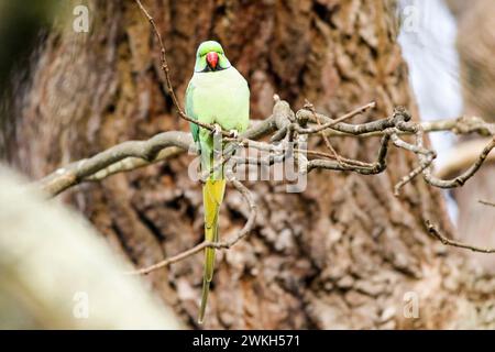 Richmond Park, Kingston. 20 febbraio 2024. Intervalli di sole in tutte le contee di Home questo pomeriggio. Fauna selvatica nel Richmond Park di Kingston nel Surrey. Crediti: james jagger/Alamy Live News Foto Stock