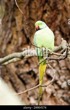 Richmond Park, Kingston. 20 febbraio 2024. Intervalli di sole in tutte le contee di Home questo pomeriggio. Fauna selvatica nel Richmond Park di Kingston nel Surrey. Crediti: james jagger/Alamy Live News Foto Stock