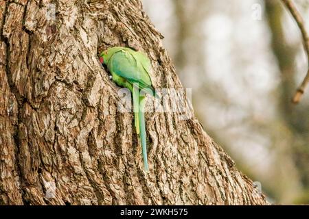 Richmond Park, Kingston. 20 febbraio 2024. Intervalli di sole in tutte le contee di Home questo pomeriggio. Fauna selvatica nel Richmond Park di Kingston nel Surrey. Crediti: james jagger/Alamy Live News Foto Stock