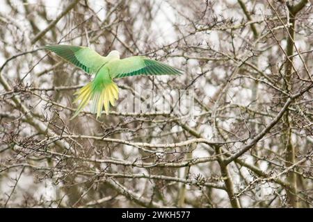 Richmond Park, Kingston. 20 febbraio 2024. Intervalli di sole in tutte le contee di Home questo pomeriggio. Fauna selvatica nel Richmond Park di Kingston nel Surrey. Crediti: james jagger/Alamy Live News Foto Stock