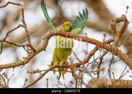 Richmond Park, Kingston. 20 febbraio 2024. Intervalli di sole in tutte le contee di Home questo pomeriggio. Fauna selvatica nel Richmond Park di Kingston nel Surrey. Crediti: james jagger/Alamy Live News Foto Stock