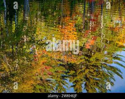 Il riflesso dei colori autunnali nella piccola baia è ulteriormente astratto da dolci increspature nell'acqua causate da un pesce che si innalza per prendere un insetto, Hiaw Foto Stock