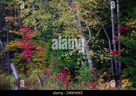 Aceri, betulle e conifere si trovano nella loro gloria autunnale sulla riva di un piccolo lago nella Hiawatha National Forest, Alger County, Michigan Foto Stock