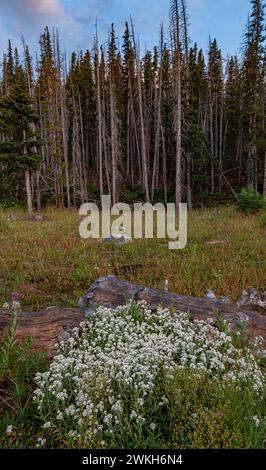 Le Everlastings perlate (Anaphalis margaritacea) si raggruppano di fronte ad alcuni tronchi d'albero abbattuti, mentre le prove del danno e della morte degli alberi dalla corteccia di pino Foto Stock