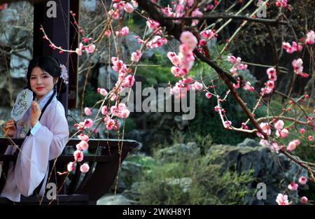 I fiori di prugna scoppiano in un giardino classico nella città di Suzhou, nella provincia cinese del Jiangsu, 18 febbraio 2024. Foto Stock