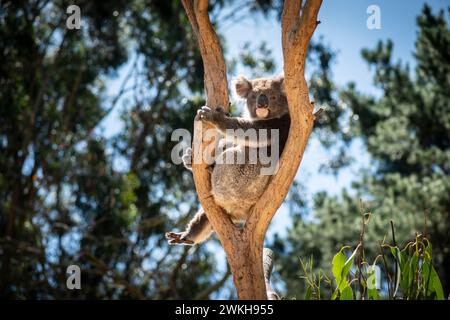 Koala, al Kangaroo Island Wildlife Park, Kangaroo Island, Australia meridionale Foto Stock