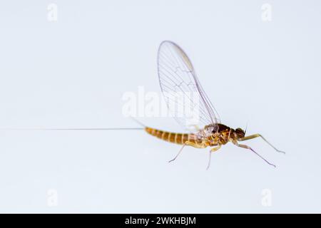 Un primo piano di una Mayfly, Ephemeroptera su sfondo bianco Foto Stock