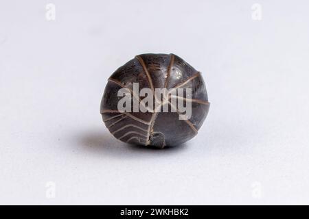 Un Woodlouse, un isopode arricciato a forma di sfera Foto Stock