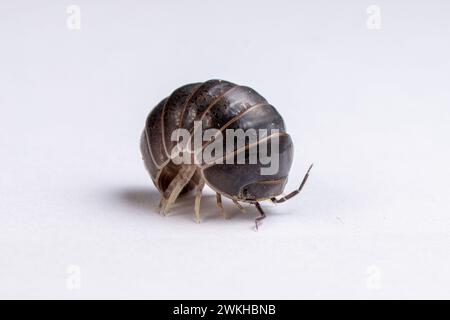 Un Woodlouse, un isopode arricciato a forma di sfera Foto Stock