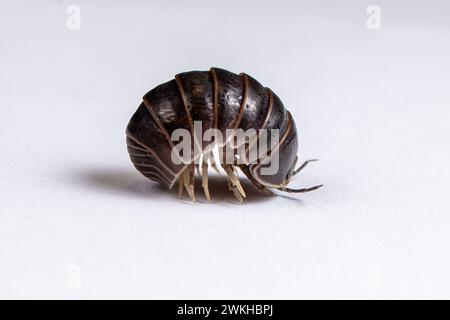 Un Woodlouse, un isopode arricciato a forma di sfera Foto Stock