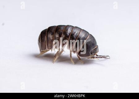 Un primo piano di una Woodlouse, isopododo che cammina Foto Stock