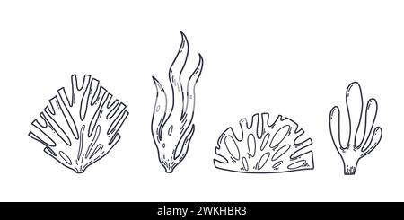 Set di alghe subacquee. Illustrazione vettoriale disegnata a mano di alghe in stile contorno su sfondo bianco isolato. Illustrazione Vettoriale