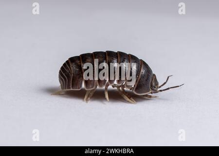 Un primo piano di una Woodlouse, isopododo che cammina Foto Stock