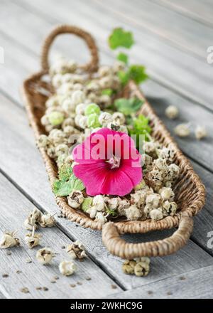 Cestino di vimini pieno di cialde di semi di hollyhock marrone asciutte e fiori rossi su un tavolo da giardino in legno a fine estate. (Alcea rosea) semi biologici raccolti Foto Stock