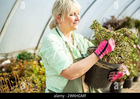 L'orticoltore ama la fioritura dell'Azalea in serra donna matura con guanti per piante e giardinaggio Foto Stock