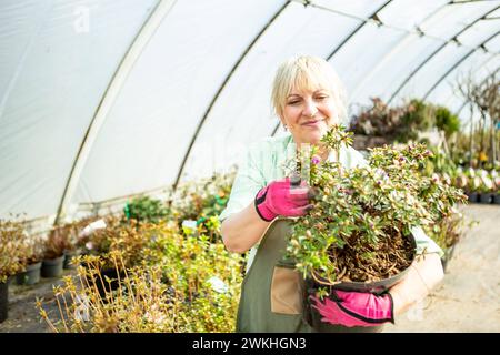 L'orticoltore ama la fioritura dell'Azalea in serra donna matura con guanti per piante e giardinaggio Foto Stock