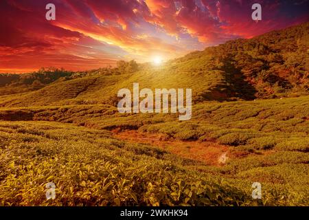 Durante il tramonto, le Cameron Highlands malesi offrono uno sfondo mozzafiato delle migliori foglie di tè del mondo sparse su centinaia di acri di terrazze Foto Stock