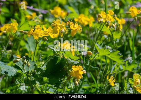 Macro foto della natura fiori gialli di celandina. Sfondo fioritura fiori pianta celandina. Foto Stock