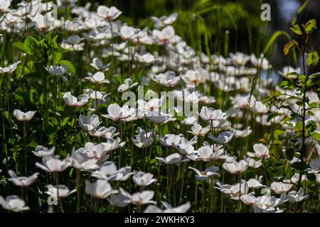 Fiori di primavera bianchi in prato verde erba. Fiori di anemone bianco. Anemone sylvestris, anemone nevicata, fiore di vento. Foto Stock