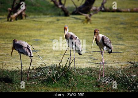 Dipinto di cicogne in India Foto Stock