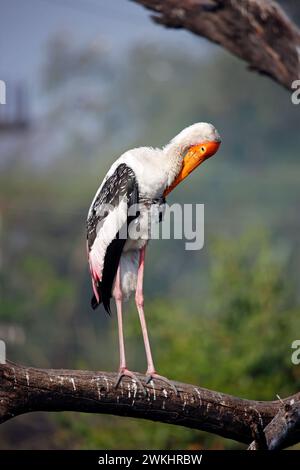 Dipinto di cicogne in India Foto Stock